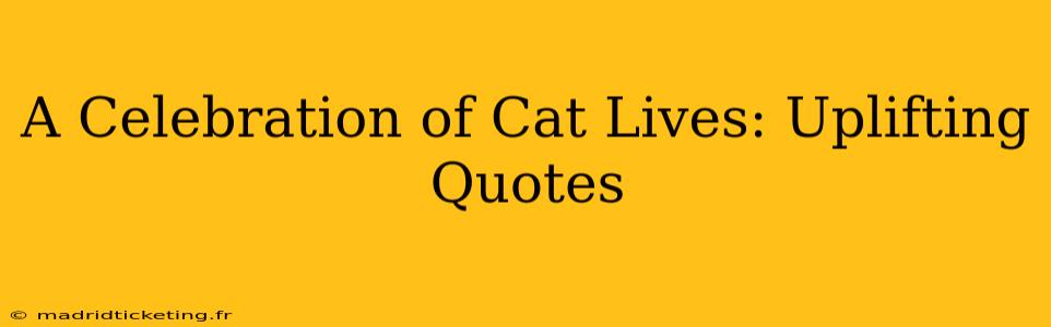 A Celebration of Cat Lives: Uplifting Quotes