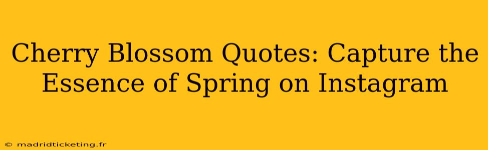 Cherry Blossom Quotes: Capture the Essence of Spring on Instagram