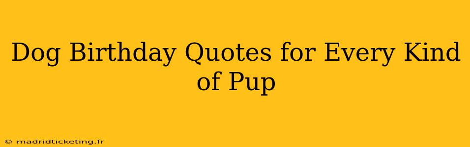 Dog Birthday Quotes for Every Kind of Pup