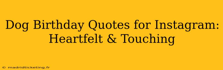 Dog Birthday Quotes for Instagram: Heartfelt & Touching