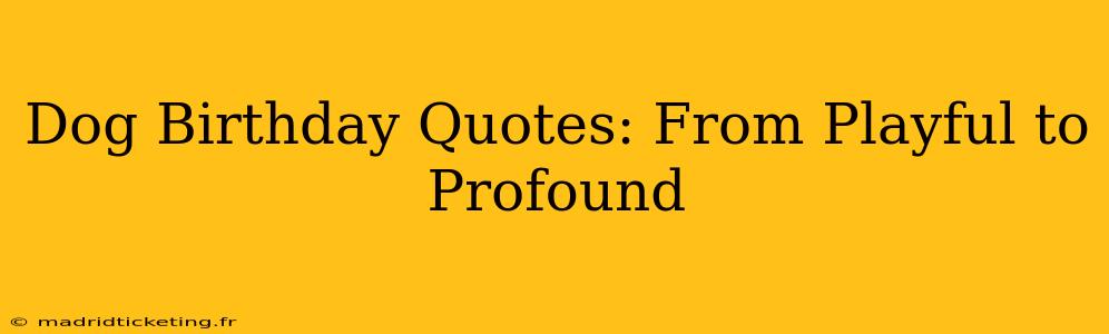 Dog Birthday Quotes: From Playful to Profound