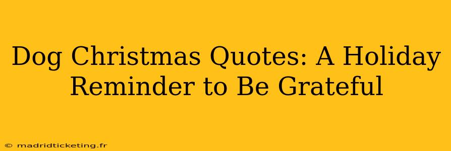 Dog Christmas Quotes: A Holiday Reminder to Be Grateful