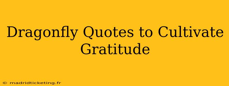 Dragonfly Quotes to Cultivate Gratitude