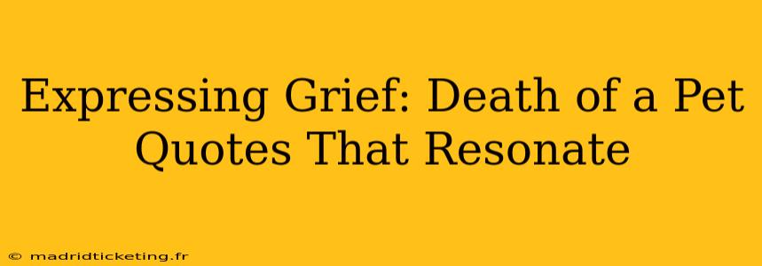 Expressing Grief: Death of a Pet Quotes That Resonate