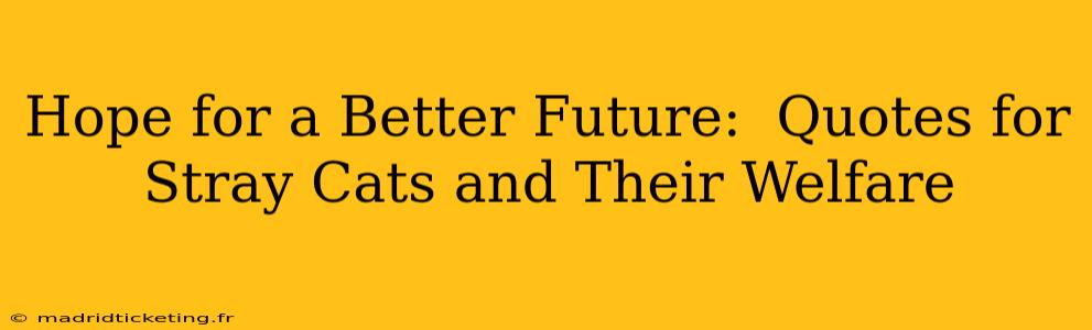 Hope for a Better Future:  Quotes for Stray Cats and Their Welfare