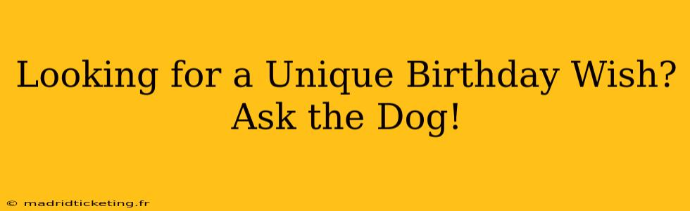 Looking for a Unique Birthday Wish? Ask the Dog!