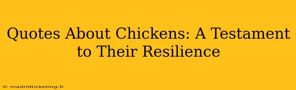 Quotes About Chickens: A Testament to Their Resilience