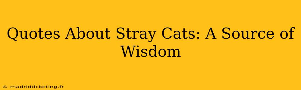 Quotes About Stray Cats: A Source of Wisdom