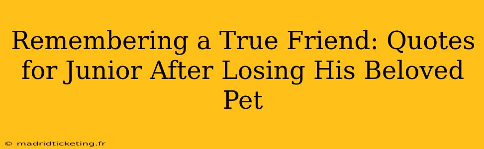 Remembering a True Friend: Quotes for Junior After Losing His Beloved Pet