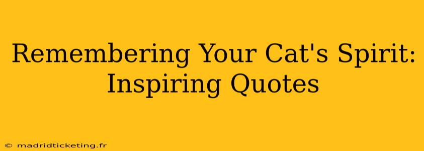 Remembering Your Cat's Spirit: Inspiring Quotes