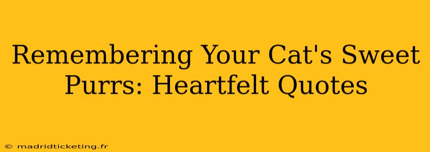 Remembering Your Cat's Sweet Purrs: Heartfelt Quotes