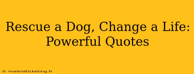Rescue a Dog, Change a Life: Powerful Quotes