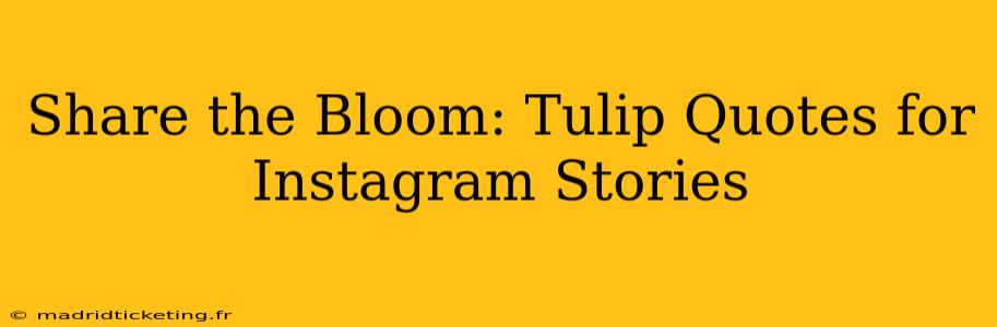 Share the Bloom: Tulip Quotes for Instagram Stories