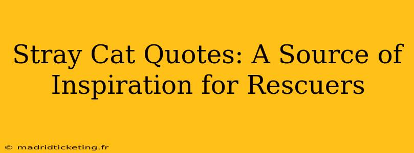Stray Cat Quotes: A Source of Inspiration for Rescuers
