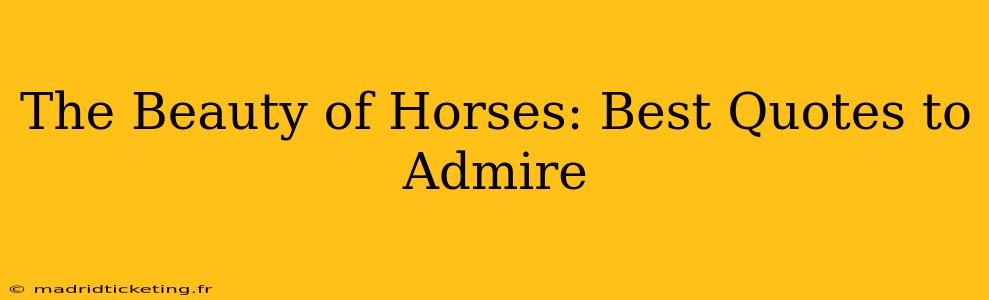 The Beauty of Horses: Best Quotes to Admire