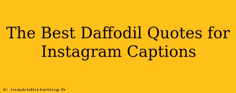 The Best Daffodil Quotes for Instagram Captions