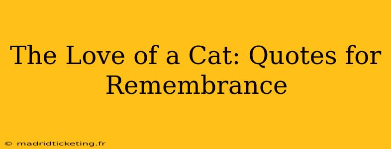 The Love of a Cat: Quotes for Remembrance