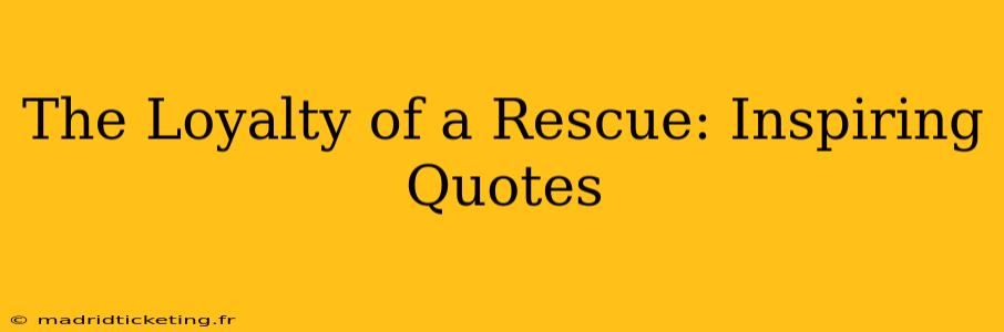 The Loyalty of a Rescue: Inspiring Quotes