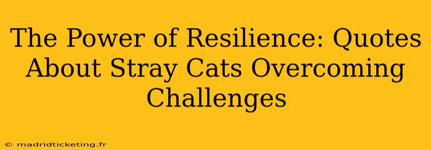 The Power of Resilience: Quotes About Stray Cats Overcoming Challenges