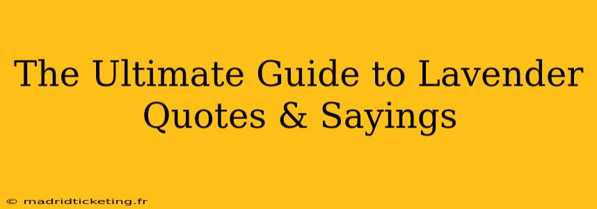 The Ultimate Guide to Lavender Quotes & Sayings