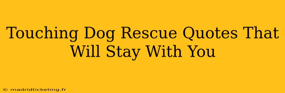 Touching Dog Rescue Quotes That Will Stay With You
