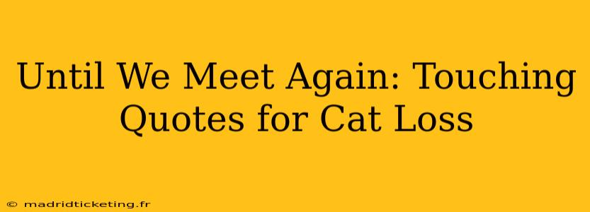 Until We Meet Again: Touching Quotes for Cat Loss