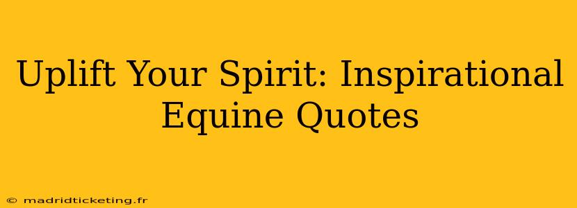 Uplift Your Spirit: Inspirational Equine Quotes